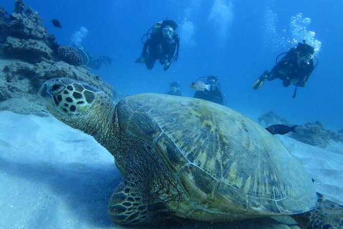 First Diving Experience Try Dive - A gentle introduction to scuba in Santa Maria
