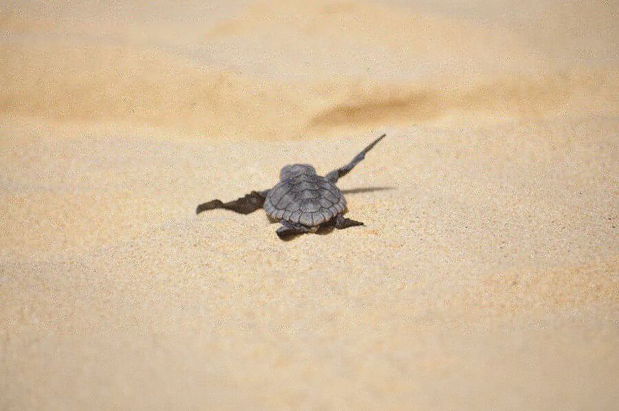 From Boa Vista: Turtle Watching and Nesting Evening Tour - Conservation rules that shape the experience
