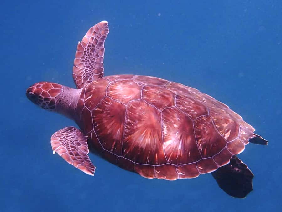From Mindelo: São Vicente's Enchanting Sea Turtle Snorkeling - Key points at a glance