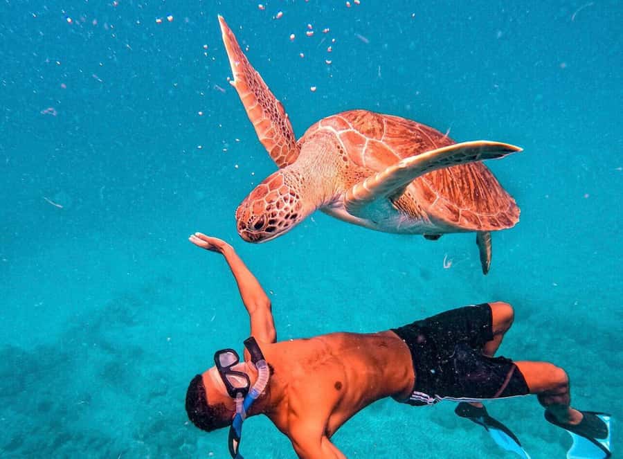 From Mindelo: São Vicente's Enchanting Sea Turtle Snorkeling - From Mindelo to São Pedro by road