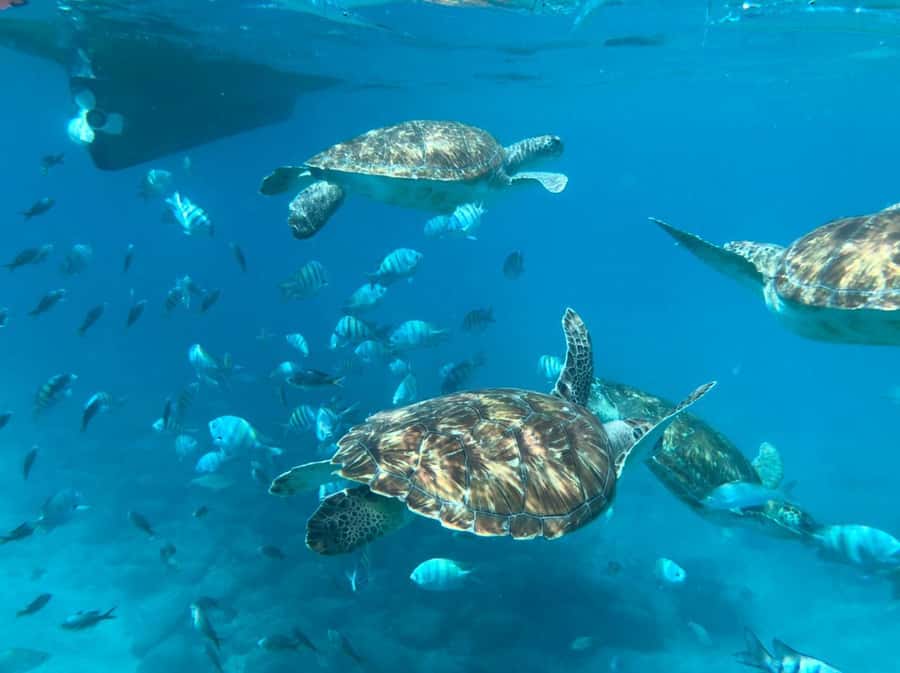 From Mindelo: São Vicente's Enchanting Sea Turtle Snorkeling - A short boat ride to the turtle site