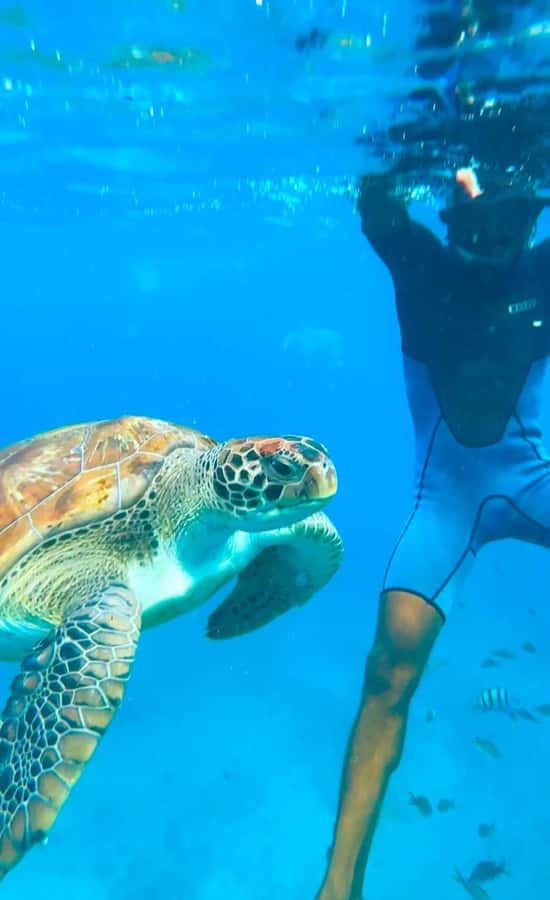 From Mindelo: Snorkel and Swim with Sea Turtles - The Guide And The Safety Briefing