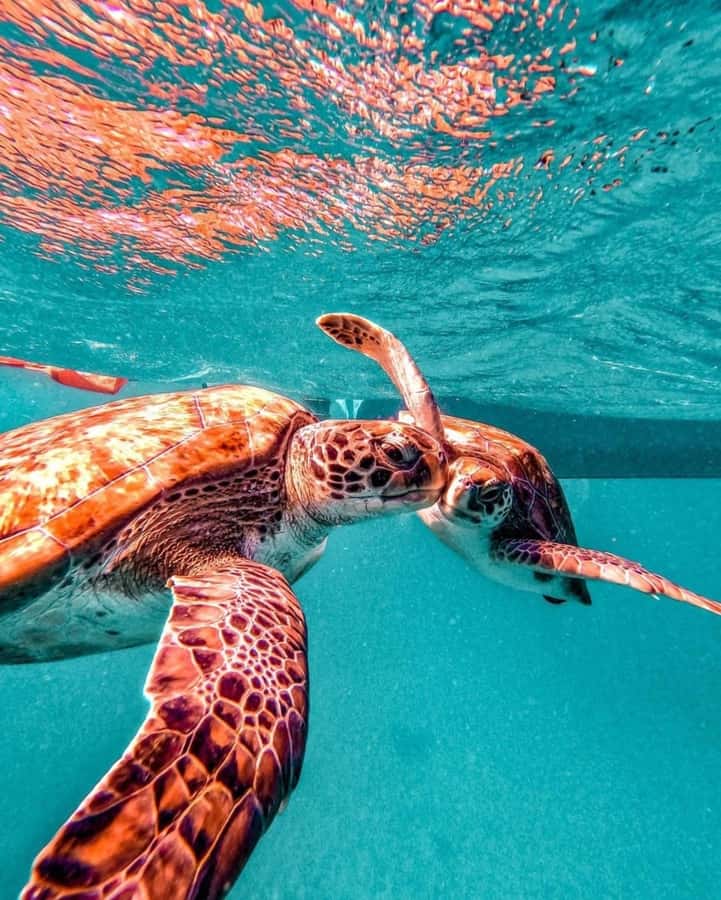 From Mindelo: Snorkel and Swim with Sea Turtles - Practical Tips For A Better Swim