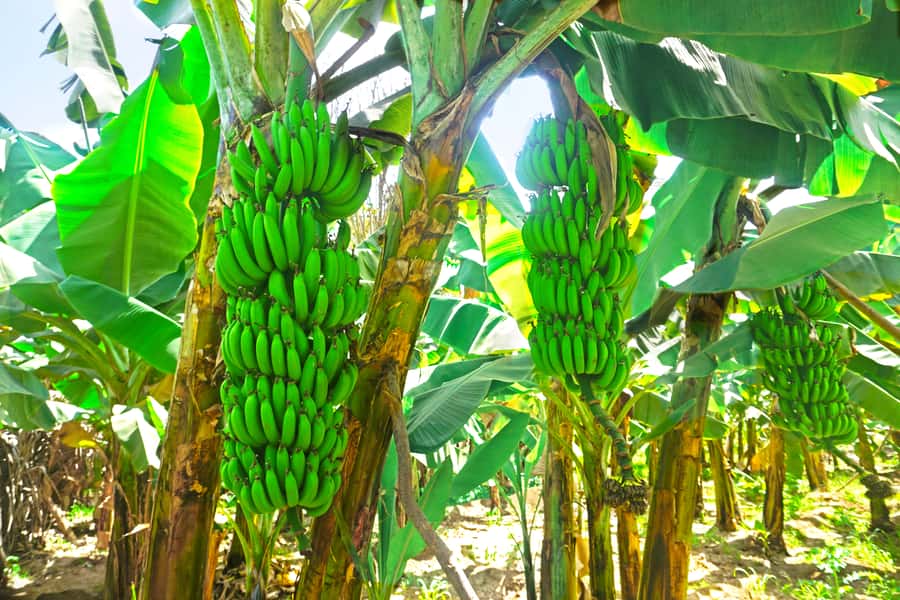 From Praia: Banana Plantation Tour and Cuscuz Workshop - Key points to know before booking