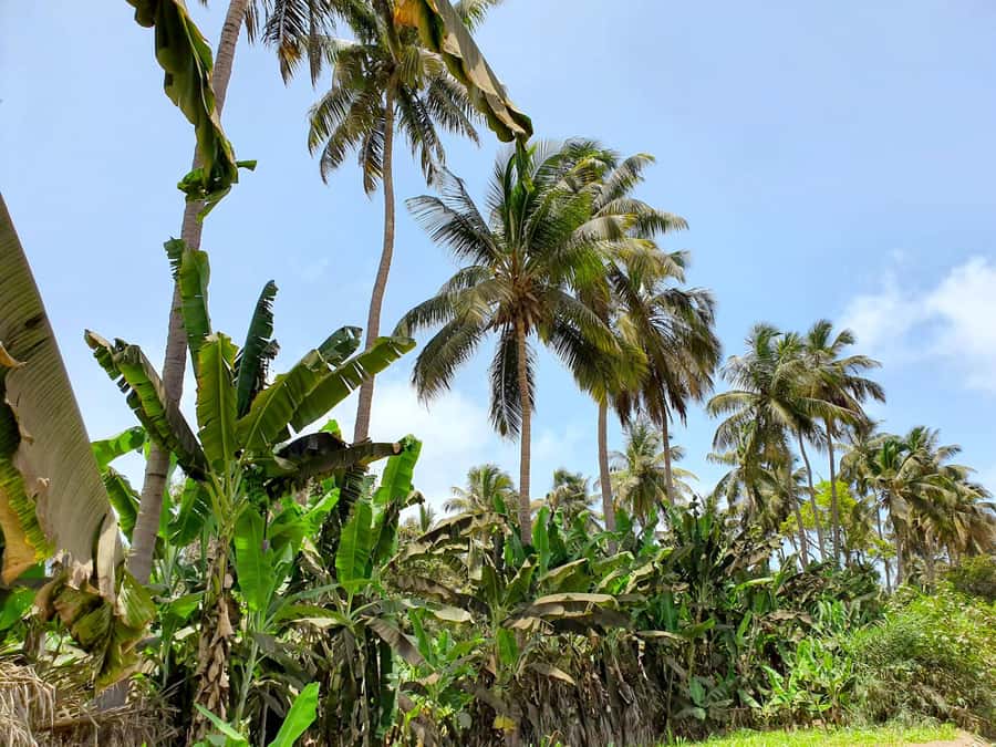 From Praia: Banana Plantation Tour and Cuscuz Workshop - Why this half-day trip feels different from a standard sightseeing drive