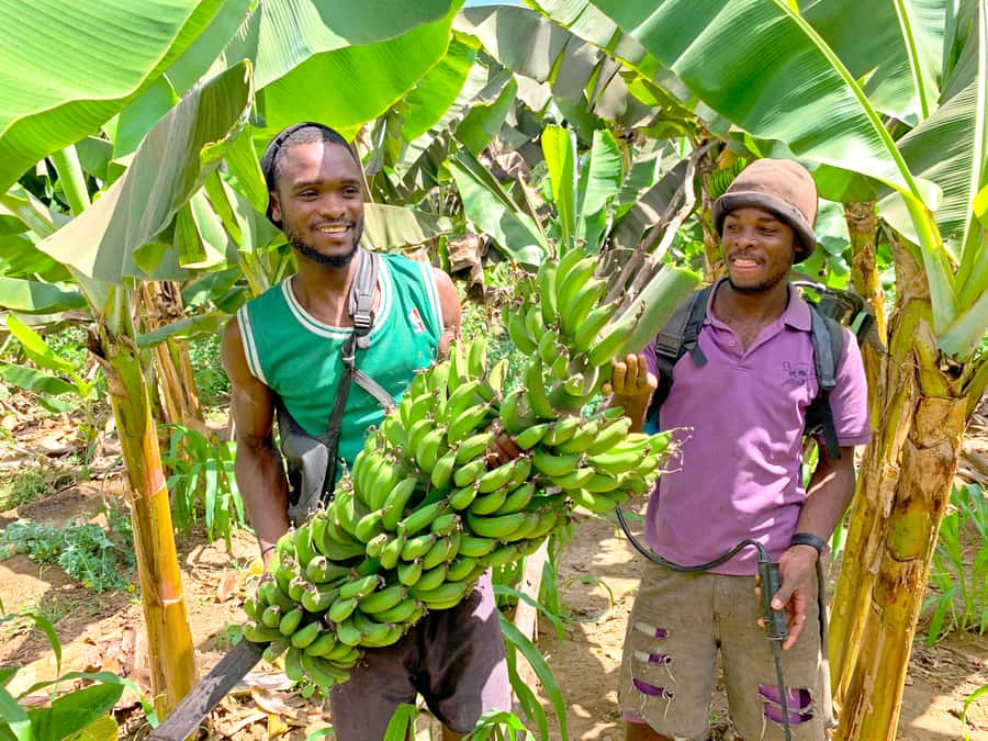 From Praia: Banana Plantation Tour and Cuscuz Workshop - What you learn from a working banana and coconut plantation