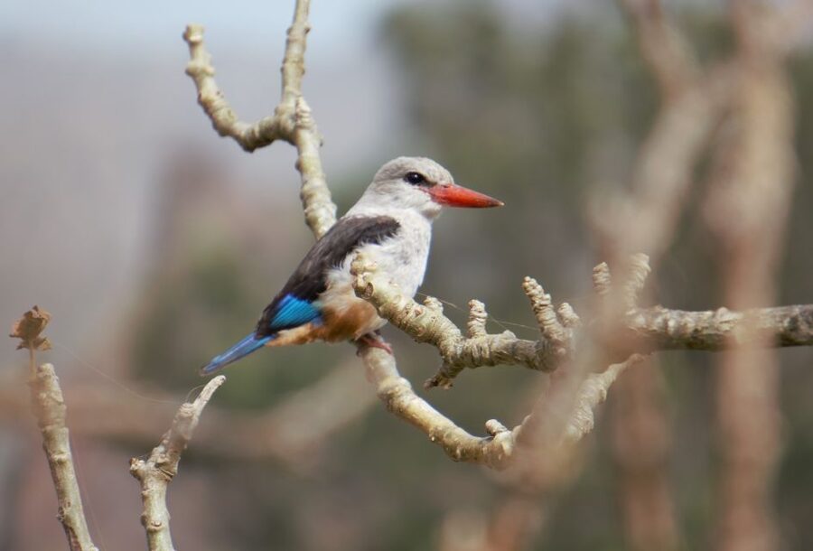 From Praia: Santiago Island Highlights Tour - What the Guides Add to the Experience