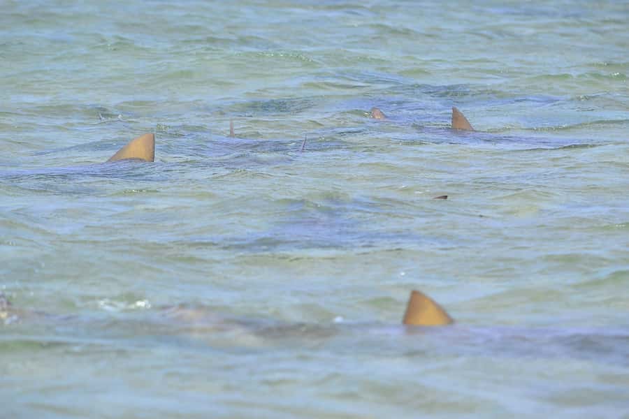 From Sal Island: Blue Eye, Salt Lake, Lemon Sharks, Palmeira - Pedra de Lume turns floating into a science lesson