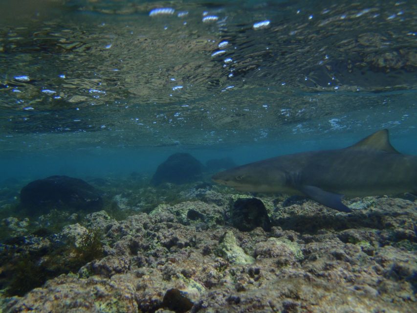From Santa Maria: Guided Lemon Shark Watching - A short ride from Santa Maria to Sal’s eastern shore