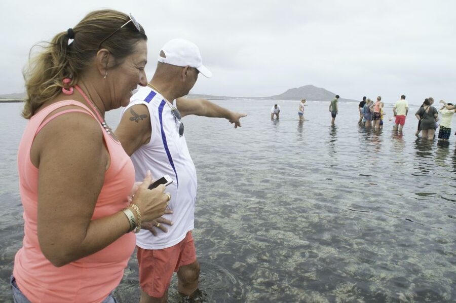 From Santa Maria: Guided Lemon Shark Watching - Meeting lemon sharks in shallow water