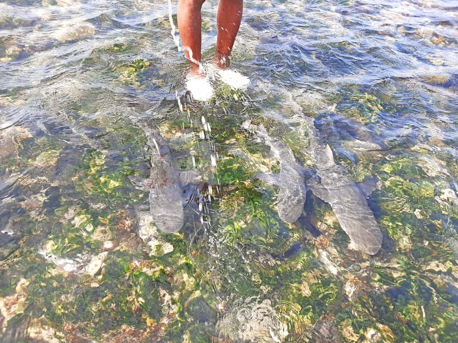 From Santa Maria: Sal Island Private Day Trip - Murdeira and Lion Mountain offer a gentle start