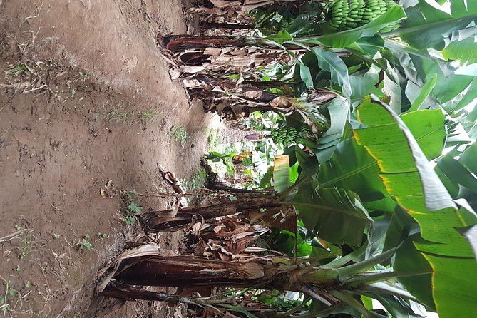 Full Day Santiago Island Tour - Botanical Garden and Banana Plantation