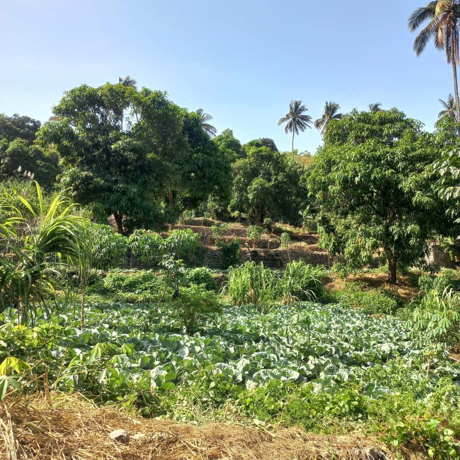 Full-Day Santiago – Villages, Nature & Local Culture - Assomada market and the rhythm of island life