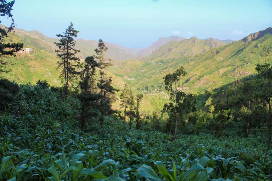 Full-Day Santiago – Villages, Nature & Local Culture - Santa Cruz and Pedra Badejo’s plantations