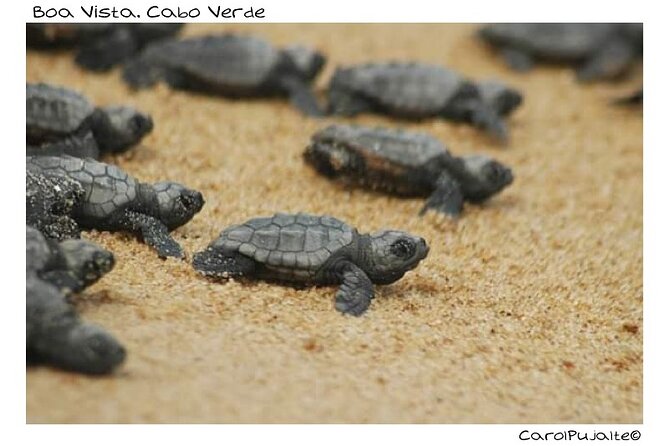 Guided turtle tour in a group in Boa Vista - Why turtle season matters in Boa Vista