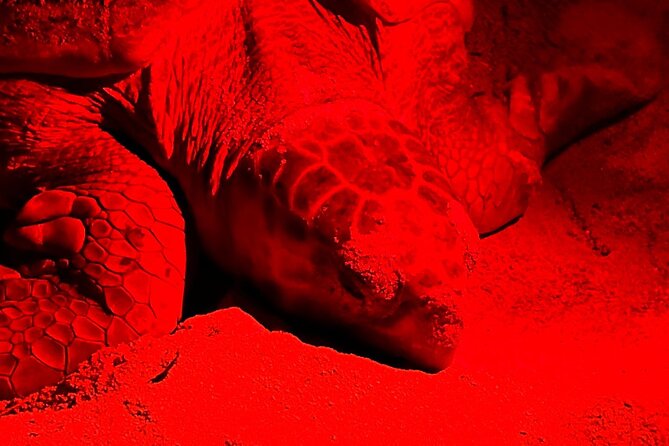Guided turtle tour in a group in Boa Vista - Watching an adult turtle lay eggs