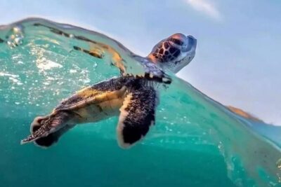 Guided turtle tour in a group in Boa Vista