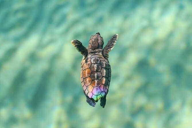 Guided turtle tour in a group in Boa Vista - November hatchlings and the race to the water