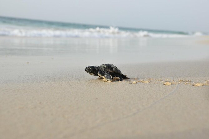 Guided turtle tour in a group in Boa Vista - Walking on sand after dark