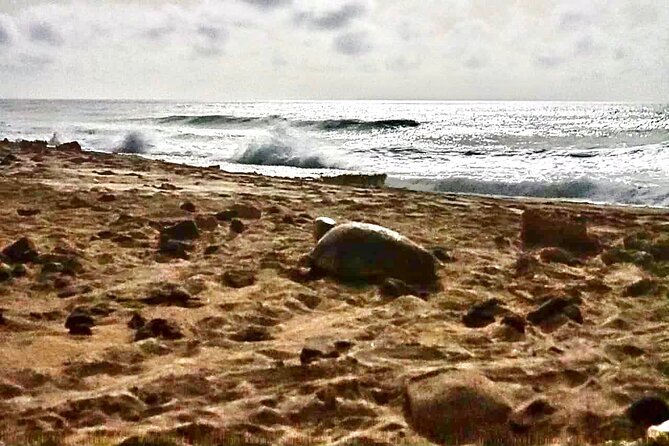 Guided turtle tour in a group in Boa Vista - Photos, filming, and respectful viewing