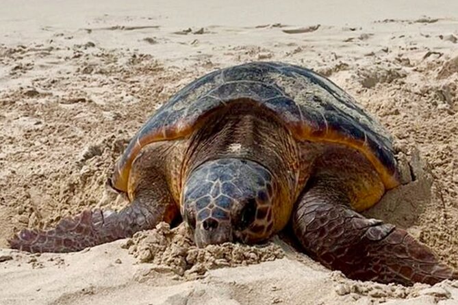 Guided turtle tour in a group in Boa Vista - Is $104.68 per person good value?