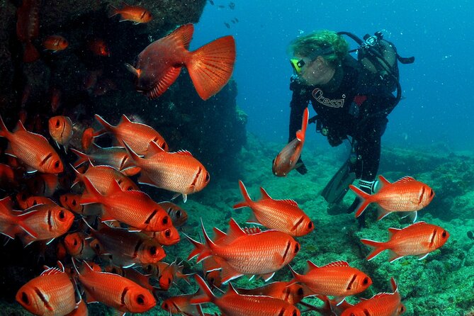 Half-Day Diving in Sal - The first 40 to 60 minutes: Sal’s deeper sites