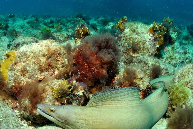 Half-Day Diving in Sal - Equipment, certification, and safety details