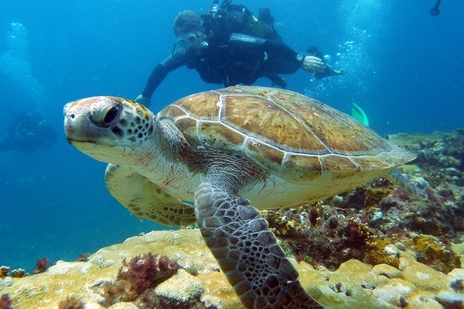 Half-Day Diving in Sal - The second session, shallower and more relaxed