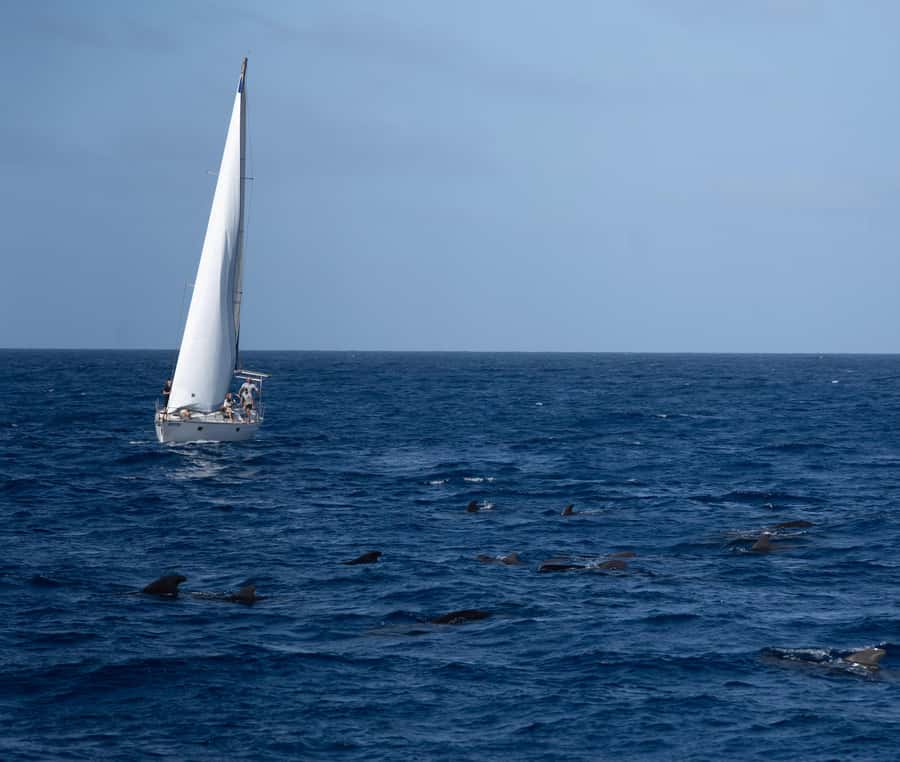 Half-Day Sailing Yacht Adventure in Sal Island - 3 hours - Why this sailing trip feels different from a party boat
