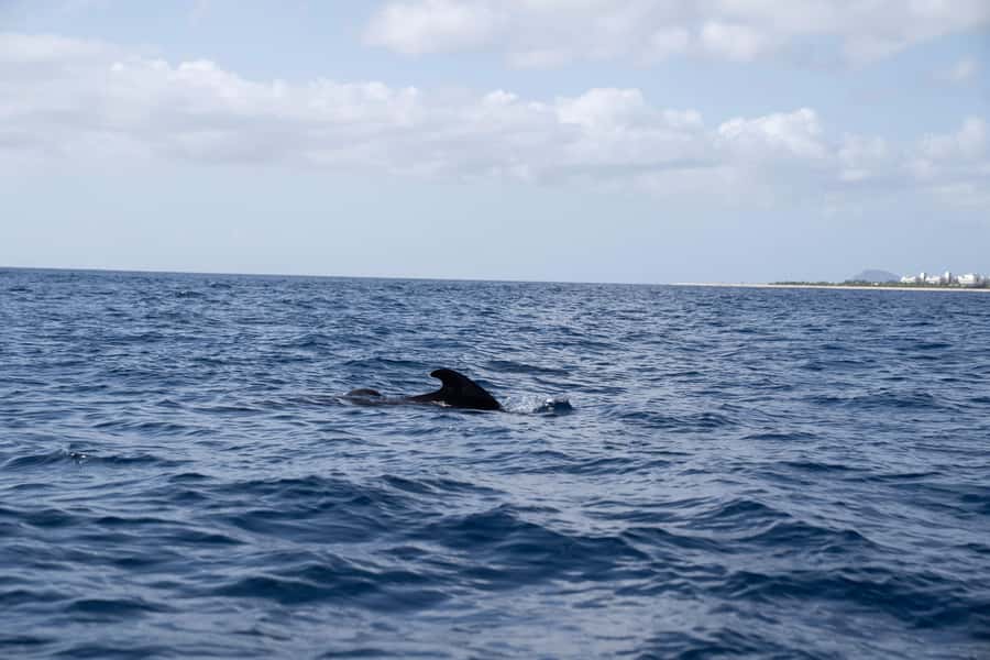 Half-Day Sailing Yacht Adventure in Sal Island - 3 hours - Santa Maria Beach or Bikini Beach: the first practical detail