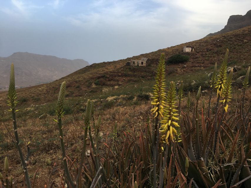 Hike Monte Verde - Endemic plants, livestock, and abandoned homes
