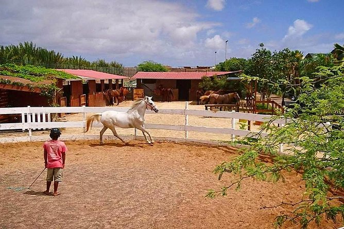 Horse Riding in Sal Island - Cabo Verde - How it works for experienced riders