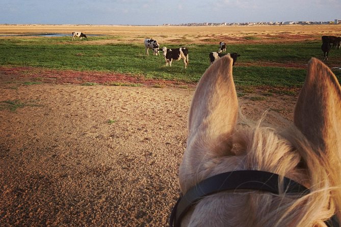 Horse Riding in Sal Island - Cabo Verde - Horse welfare and the condition of the animals