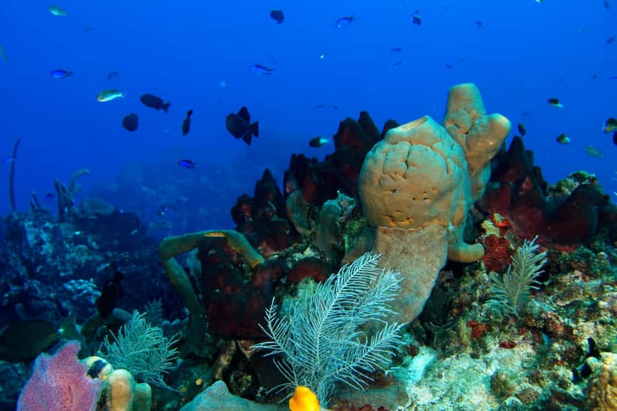 Ilha Do Sal: Snorkeling with Local Guide - The boat ride and first reef area