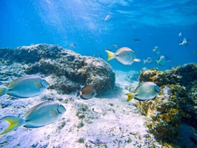 Ilha Do Sal: Snorkeling with Local Guide