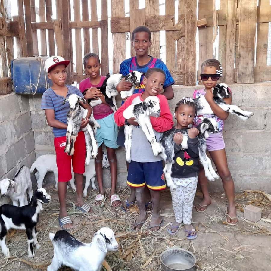 Island tour & cattle & Taste local flavors - Key points to know before booking