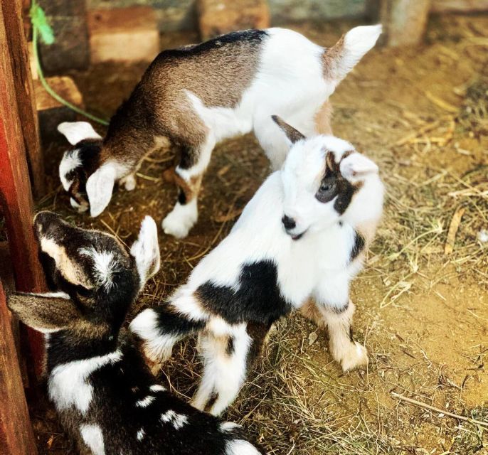 Island tour & cattle & Taste local flavors - Bofarreira farm life, from goats to pigs
