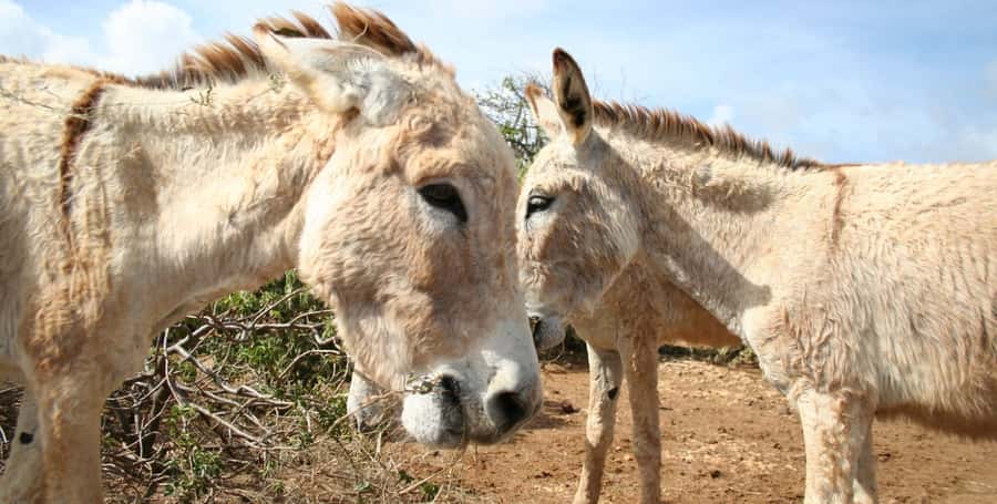 Island tour & cattle & Taste local flavors - A traditional village with color and character
