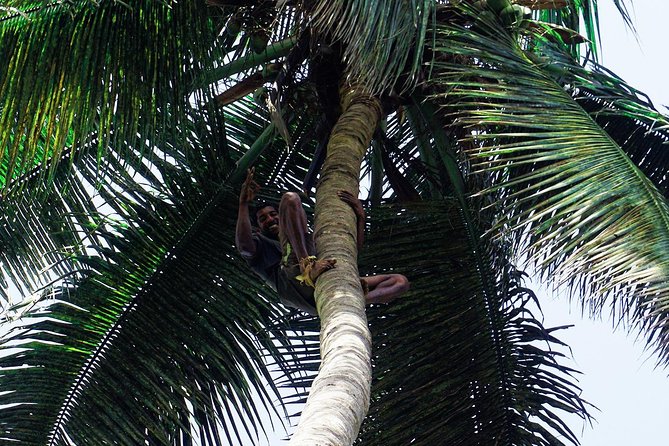 Like Locals: Banana Plantation, and Cuscuz with locals - What the public transport element adds