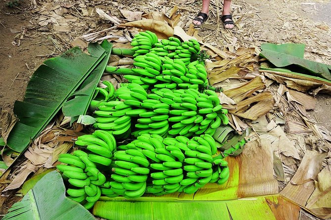 Like Locals: Banana Plantation, and Cuscuz with locals - Is $76.57 a fair price?