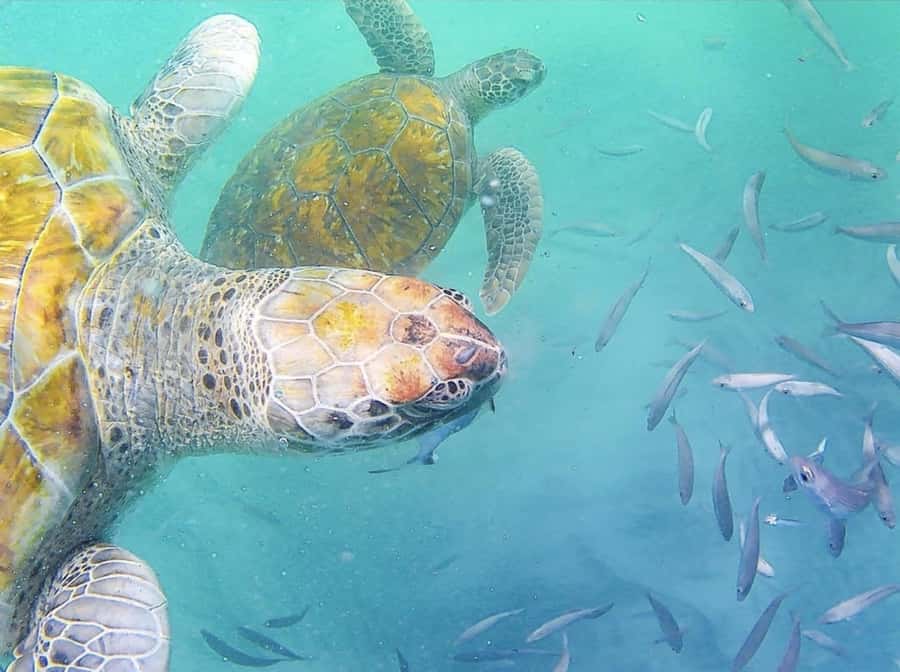 Live Snorkeling & Swimming with Sea Turtles in the Atlantic - Key points to know before you go