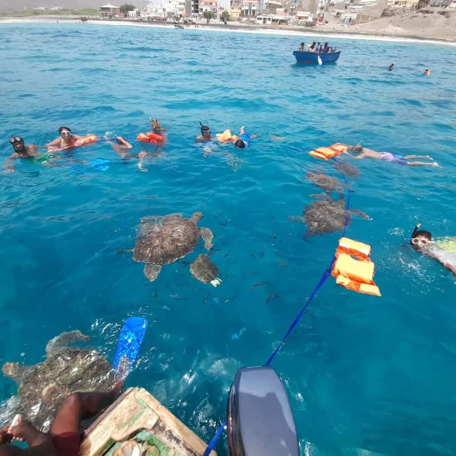 Live Snorkeling & Swimming with Sea Turtles in the Atlantic - Equipment, safety, and the return to shore