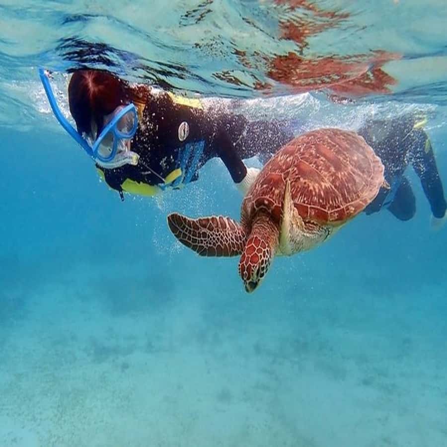 Live Snorkeling & Swimming with Sea Turtles in the Atlantic - Who will enjoy this São Vicente outing