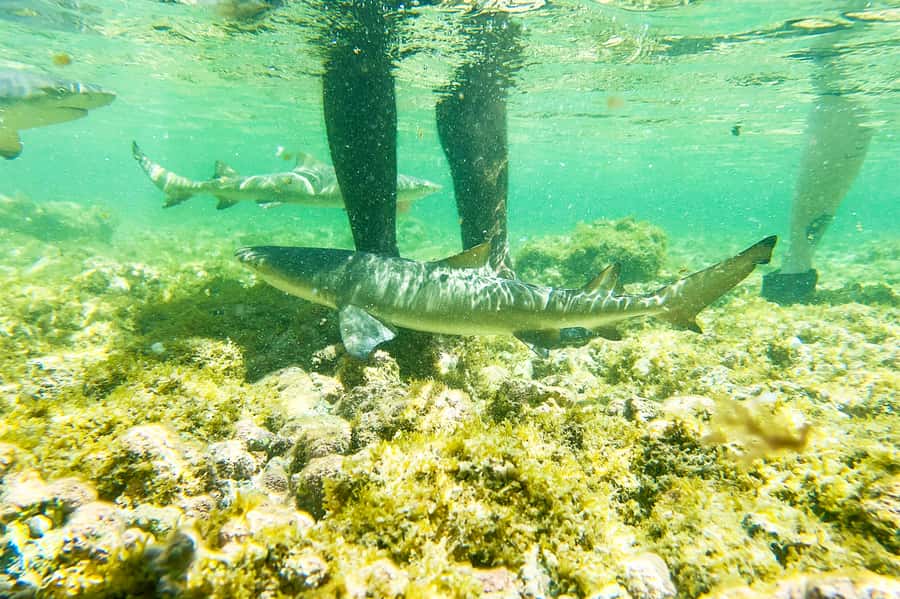 Murdeira: Sal Island Nature Reserve and Fishing Village Tour - Five details that shape the day