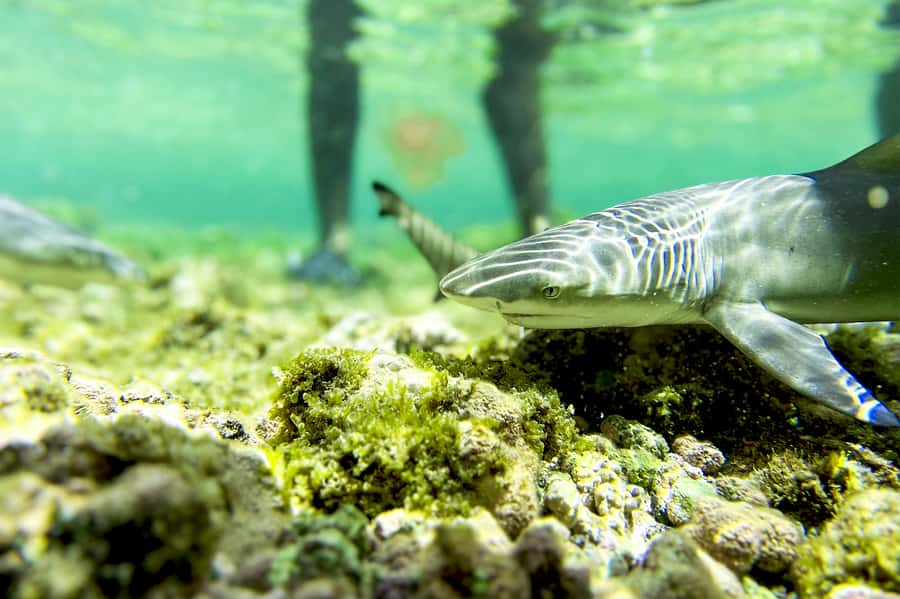 Murdeira: Sal Island Nature Reserve and Fishing Village Tour - Palmeira, where fishing is part of daily life