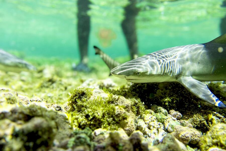 Murdeira: Sal Island Nature Reserve and Fishing Village Tour - Espargos brings food and street art