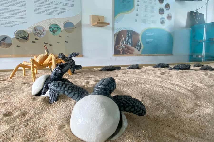 Postcards of Boa Vista 4x4 Tour with Shipwreck & Local Lunch - The Local Biodiversity Centre closes the route