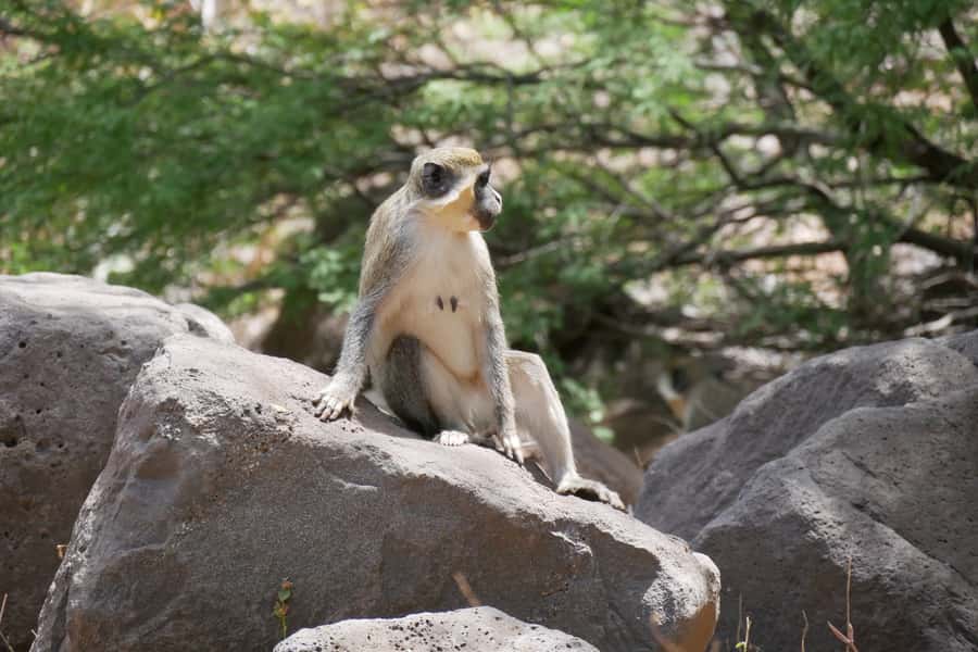 Praia: Baobab Mysterious Tree, Green Valley & Old City Hike - Key details at a glance