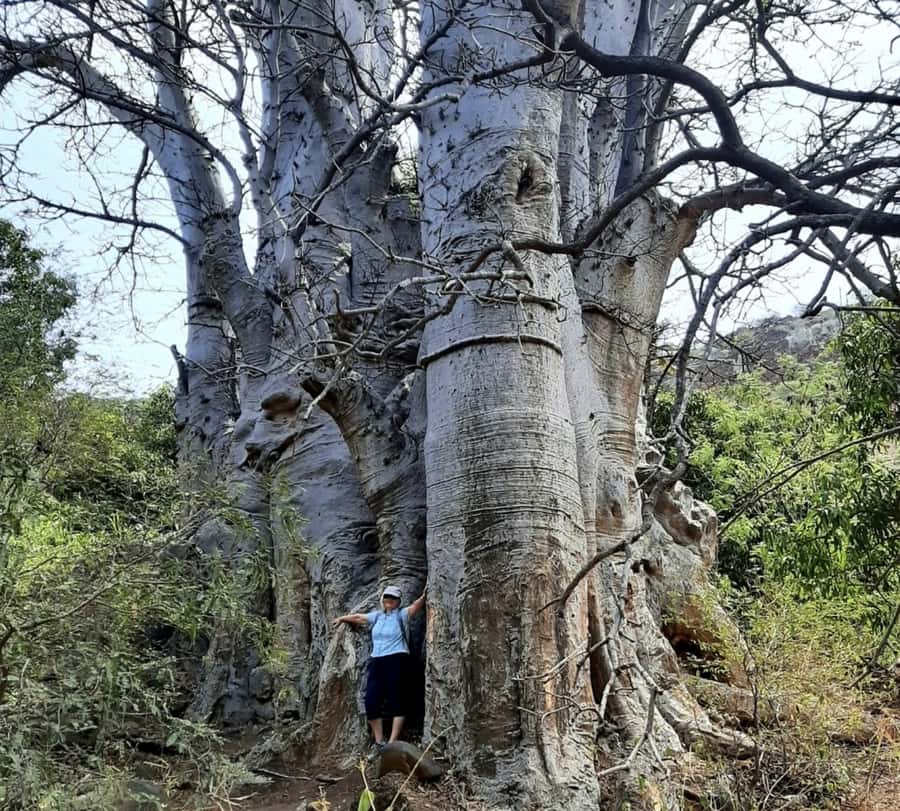 Praia: Baobab Mysterious Tree, Green Valley & Old City Hike - Farming country beneath banana and mango trees