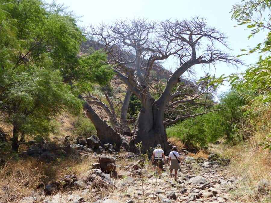 Praia: Baobab Mysterious Tree, Green Valley & Old City Hike - Watch for the kingfisher and other wildlife